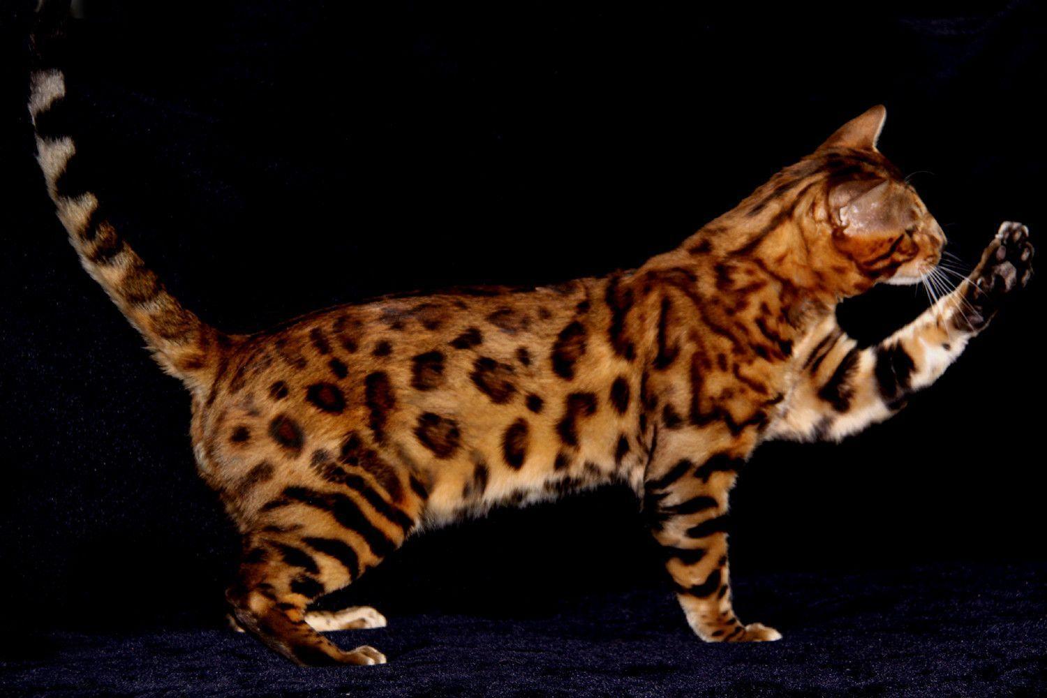 Bengal Cat Picture For Desktop Background 27092 High Resolution