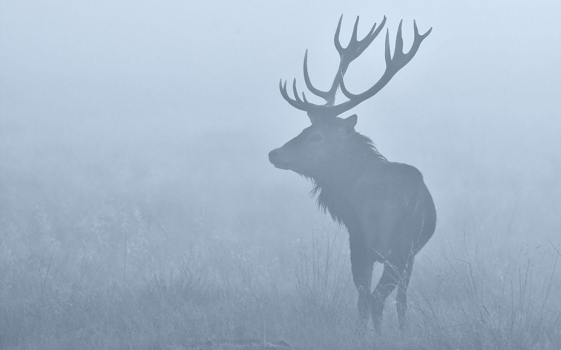 Elk Mist Fog wallpapers