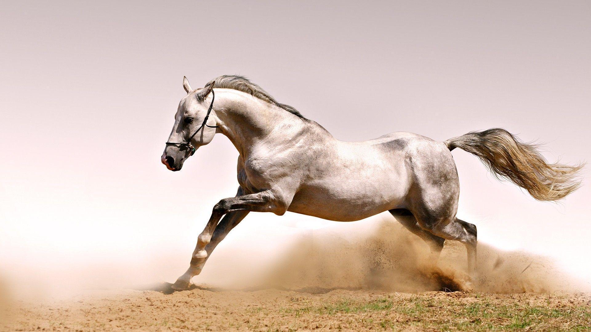 Wild White Horse Wallpaper. High Quality Wallpaper, Wallpaper