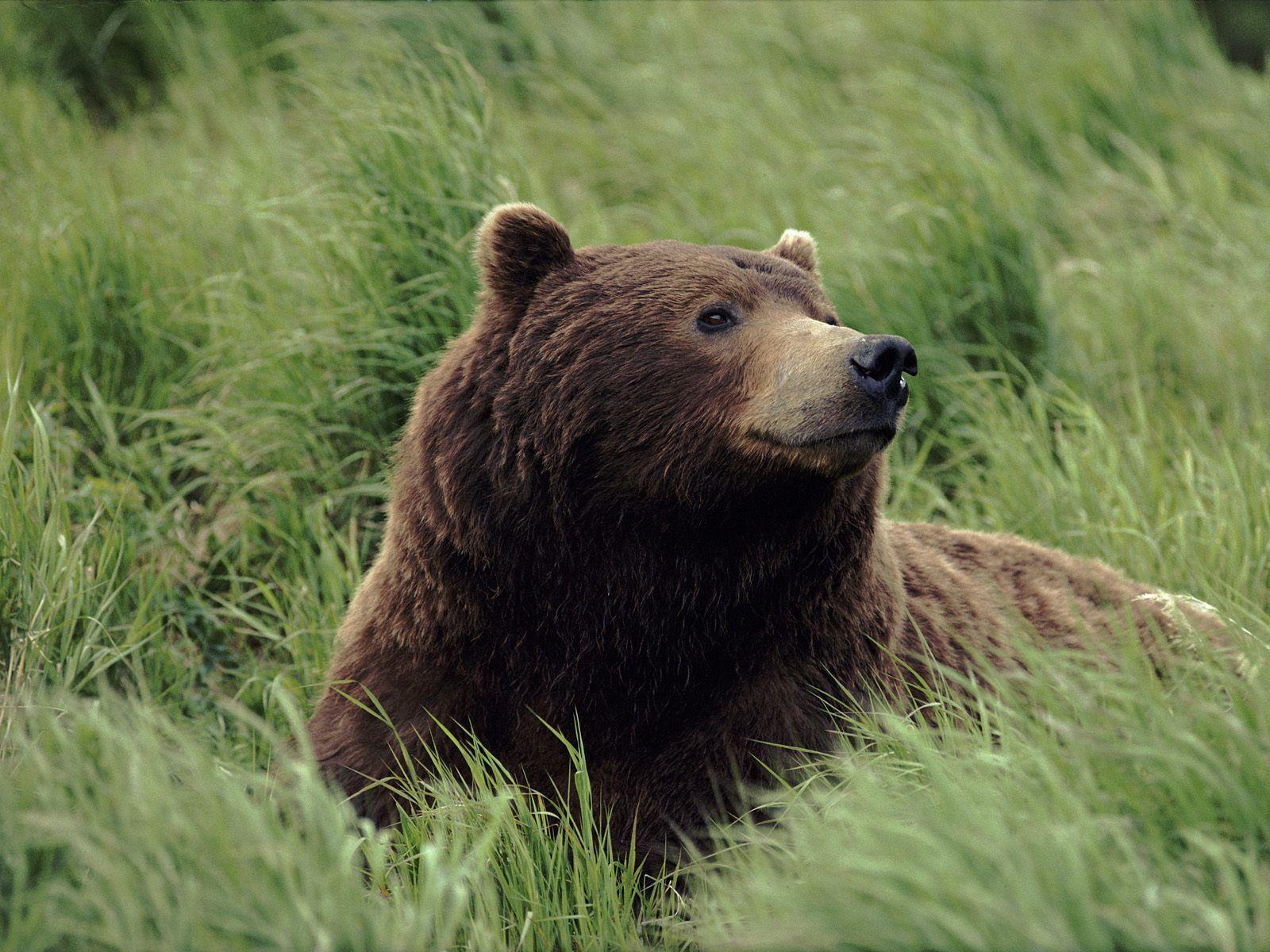 Bear Wallpaper! Wallpaper