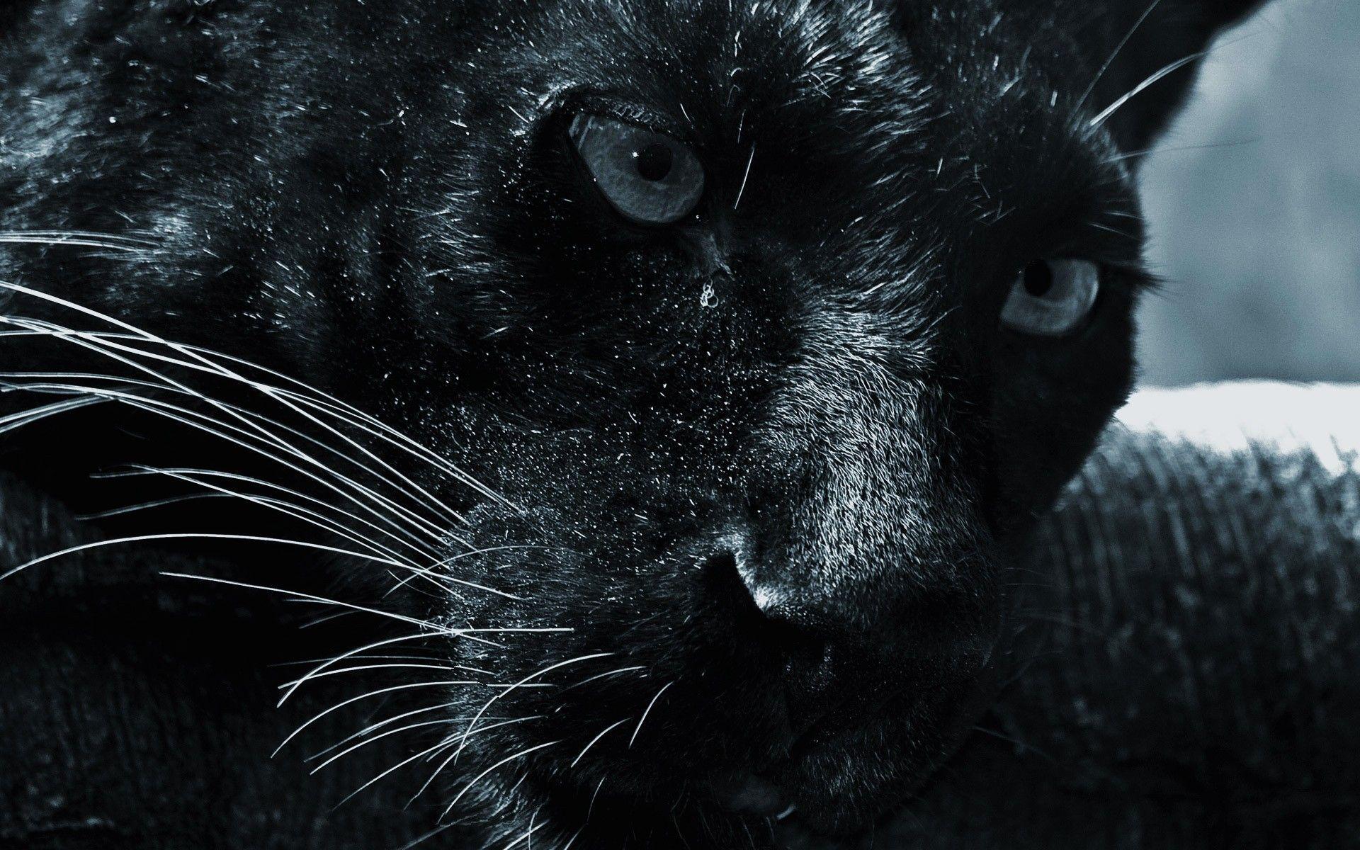 Download Black Cats Wallpaper 1920x1200