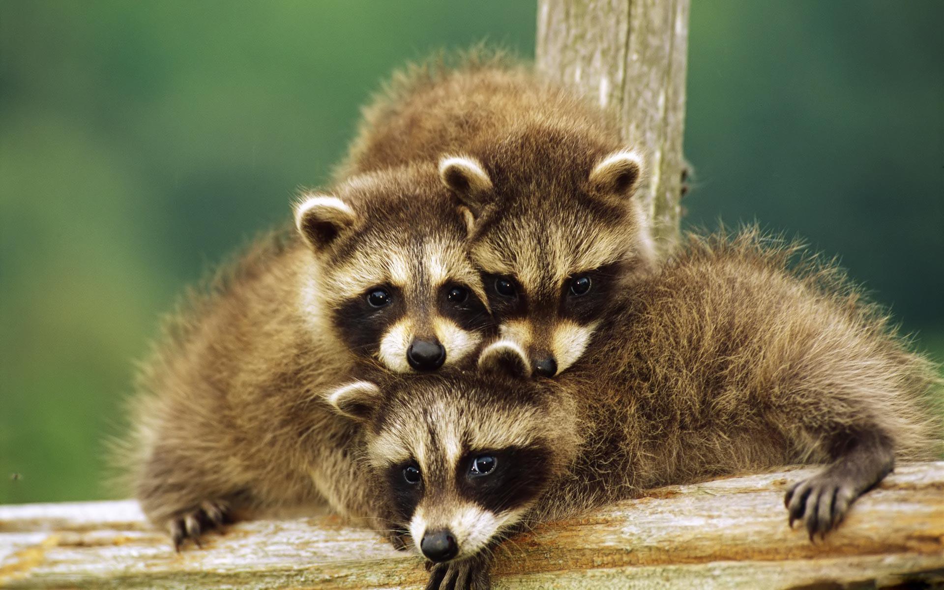 Baby Raccoons Wallpaper