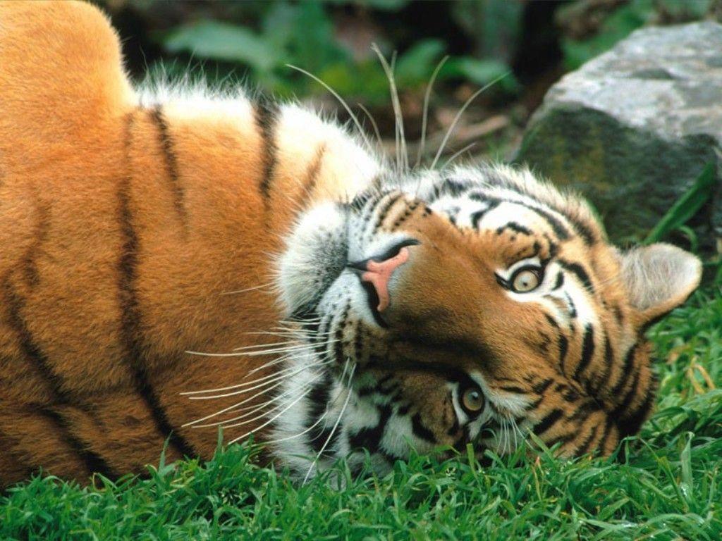 Bengal Tiger Picture Collection
