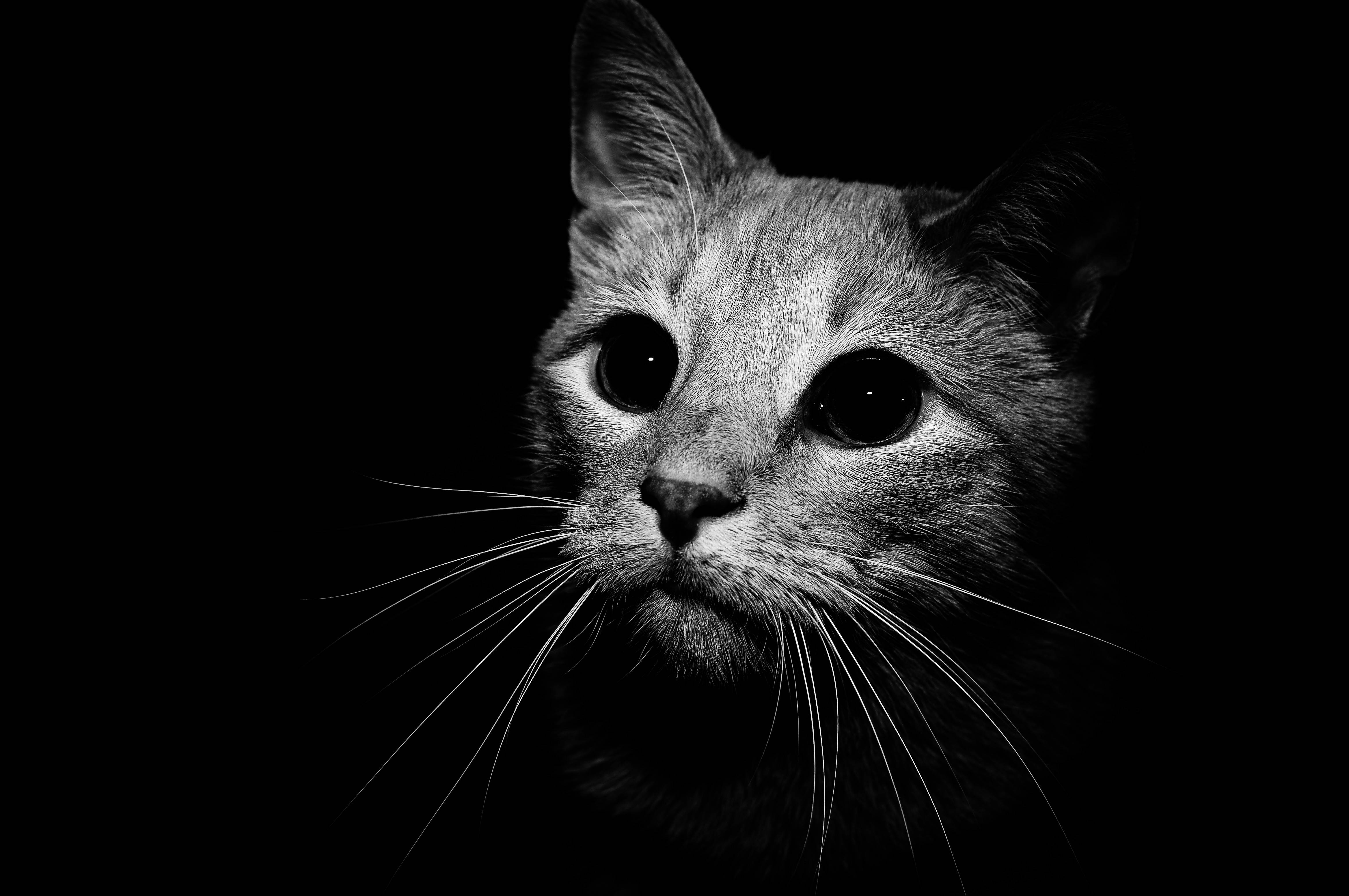 Download Gambar Black and White Cat Wallpaper Hd terbaru 2020