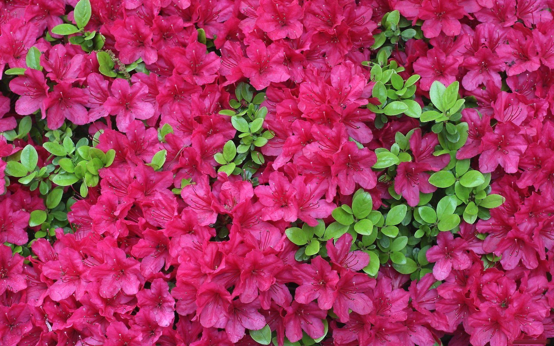 image For > Fuschia Flower Wallpaper