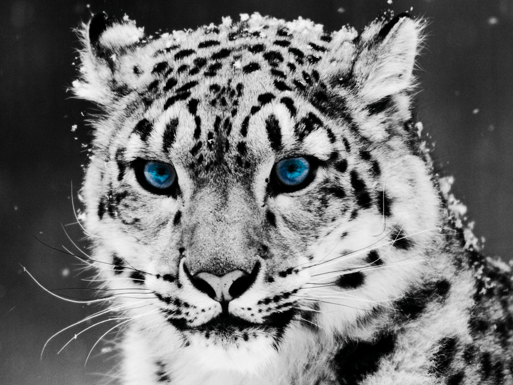 Snow Leopard Wallpaper For All