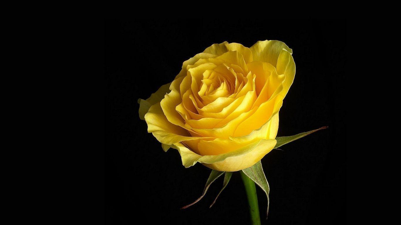 Yellow Rose Wallpaper HD Background 9116 Full HD Wallpaper