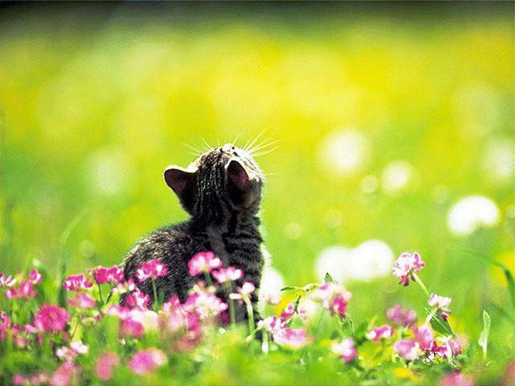 My Free Wallpaper Wallpaper, Garden Kitten