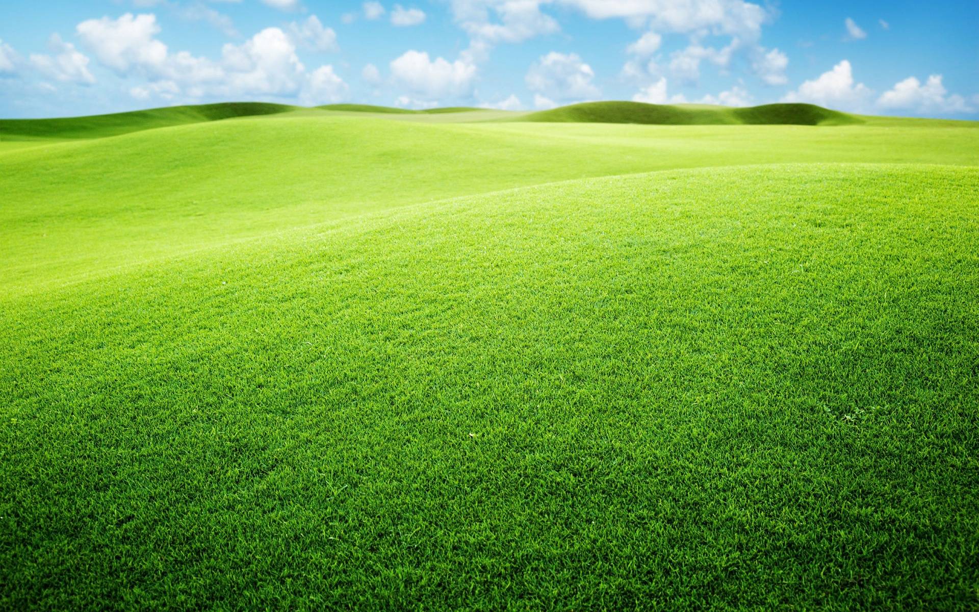 Green Grassland Wallpaper