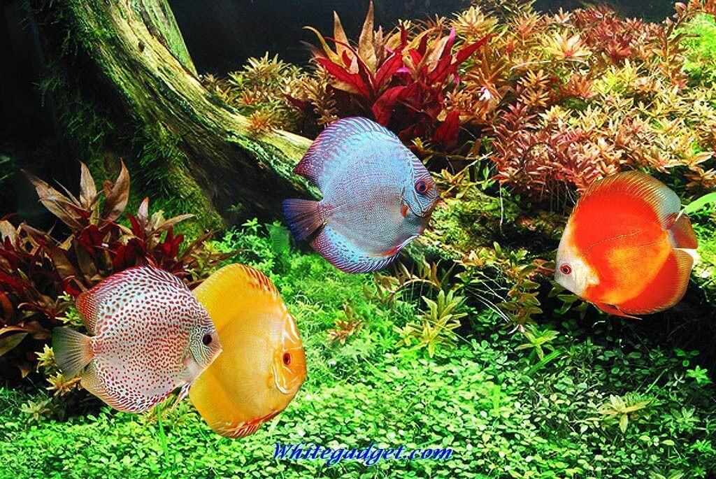 Tropical Fish Wallpaper. coolstyle wallpaper