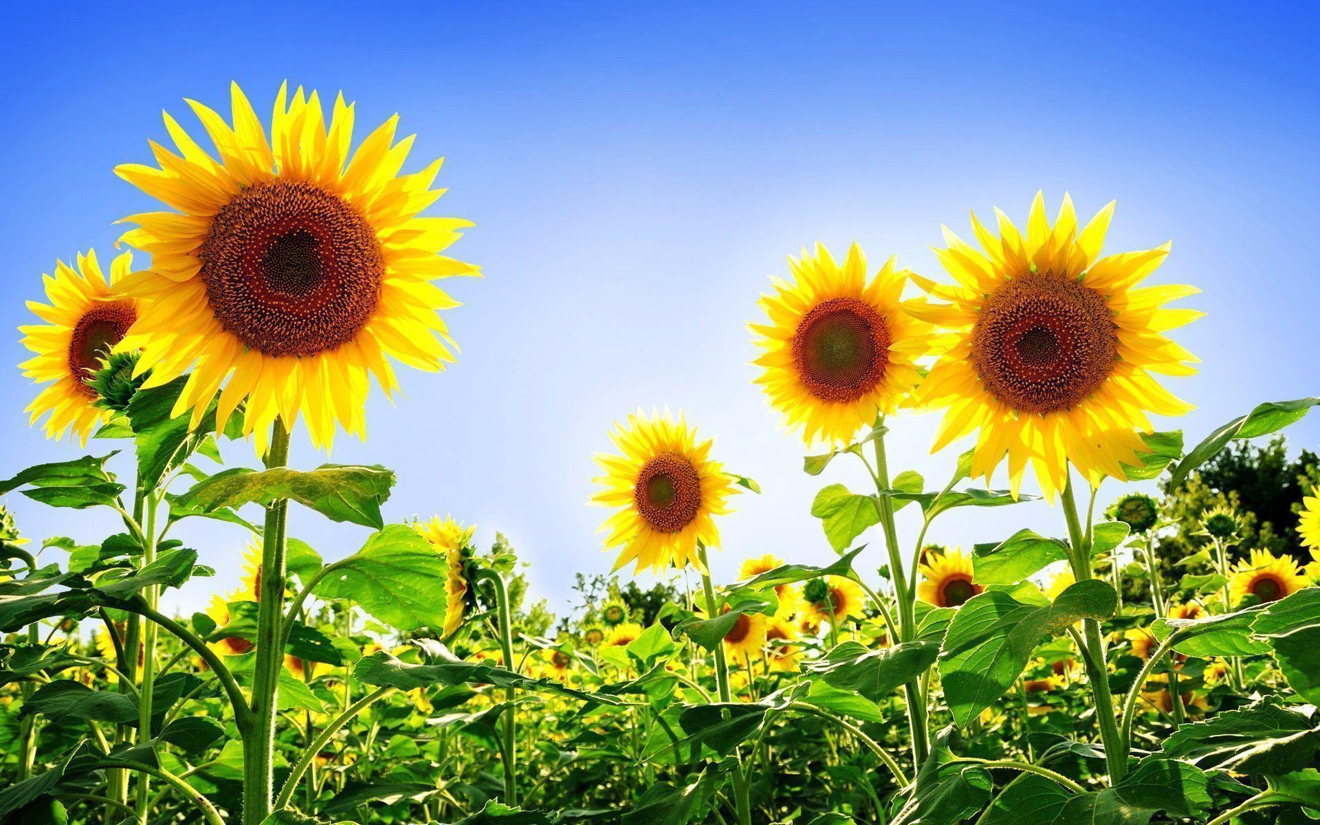 Free Wallpaper Beautiful Subflower Picture For Background