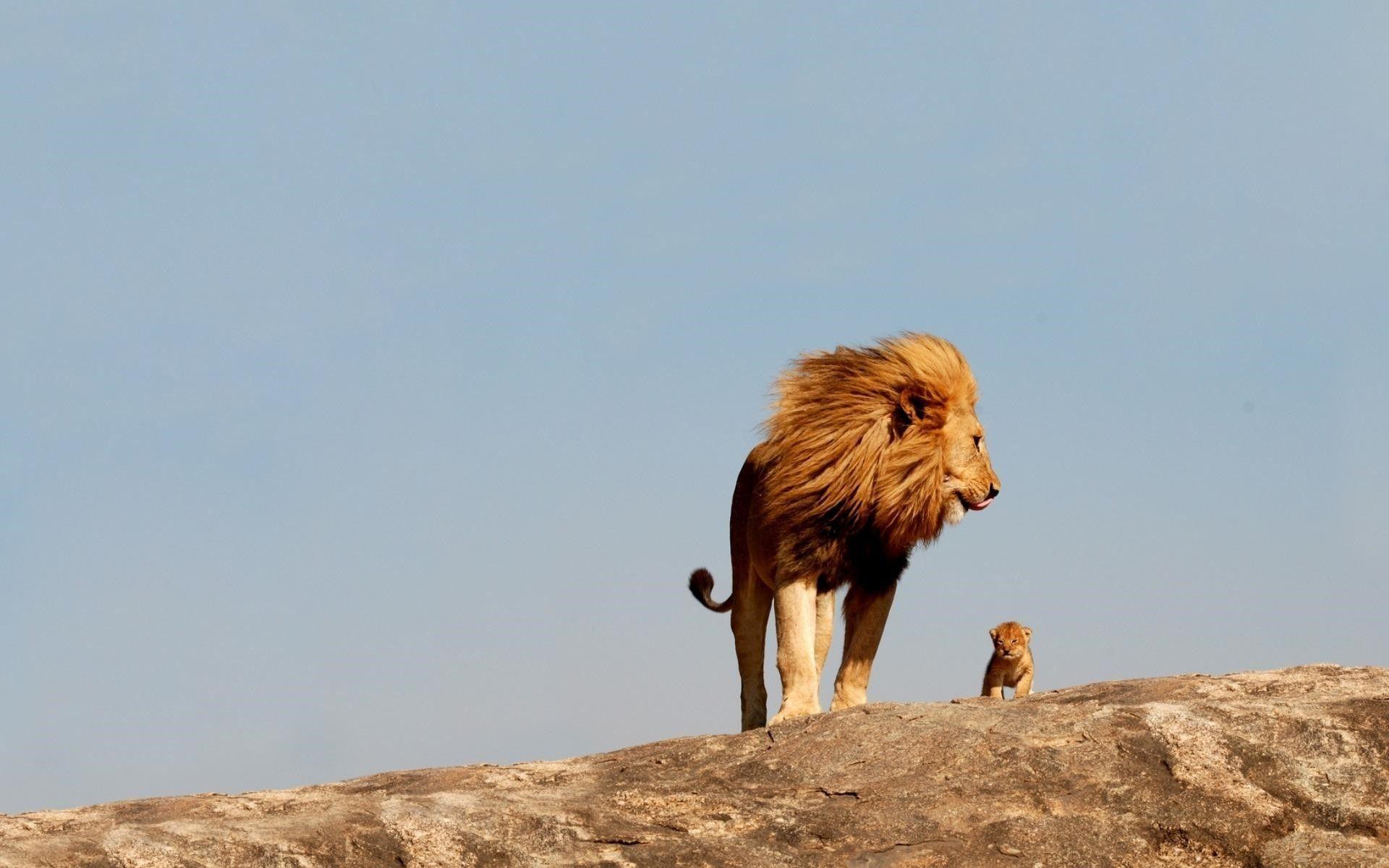 A Lion and Cub Standing Together Fearless Wallpaper