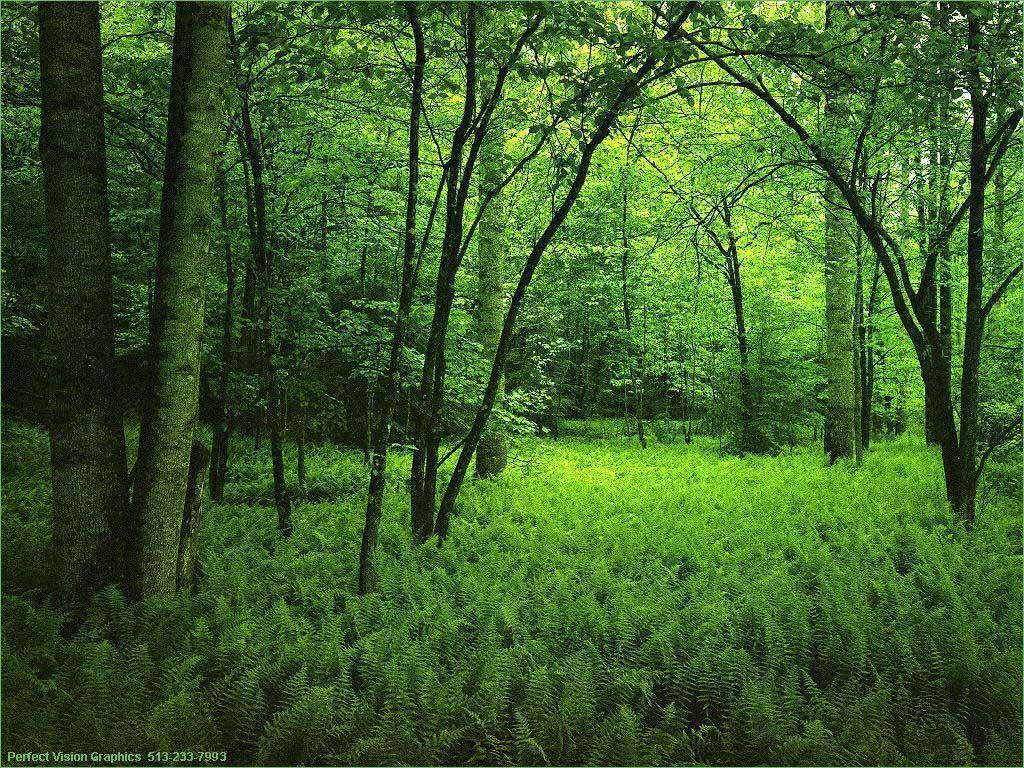 Forest Green Landscape Background 1 HD Wallpaper. Natureimgz