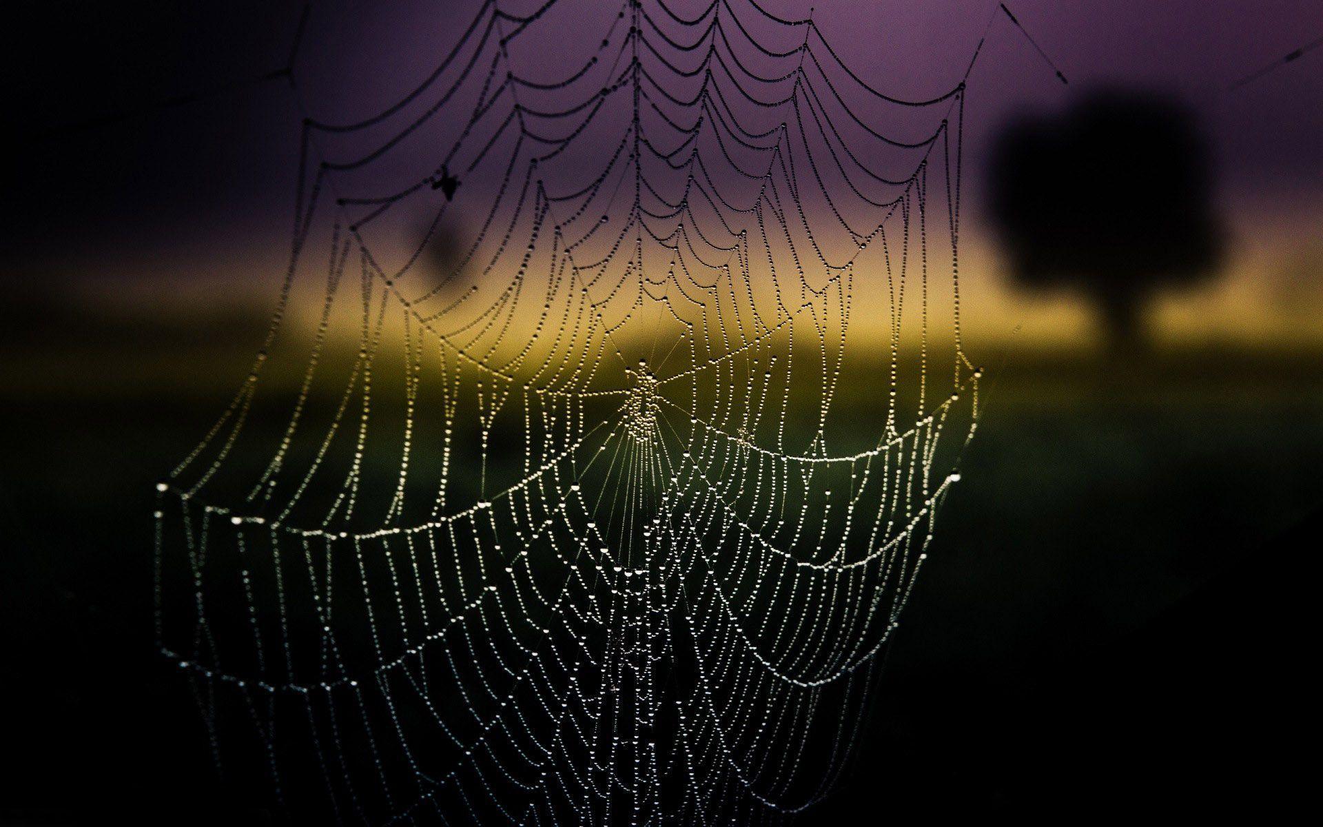 Wallpaper For > Spider Web Wallpaper 3D