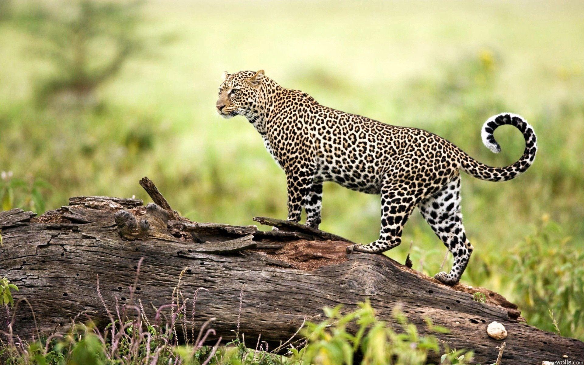 Beautiful Leopard Best Wild Animal HD Wallpaper