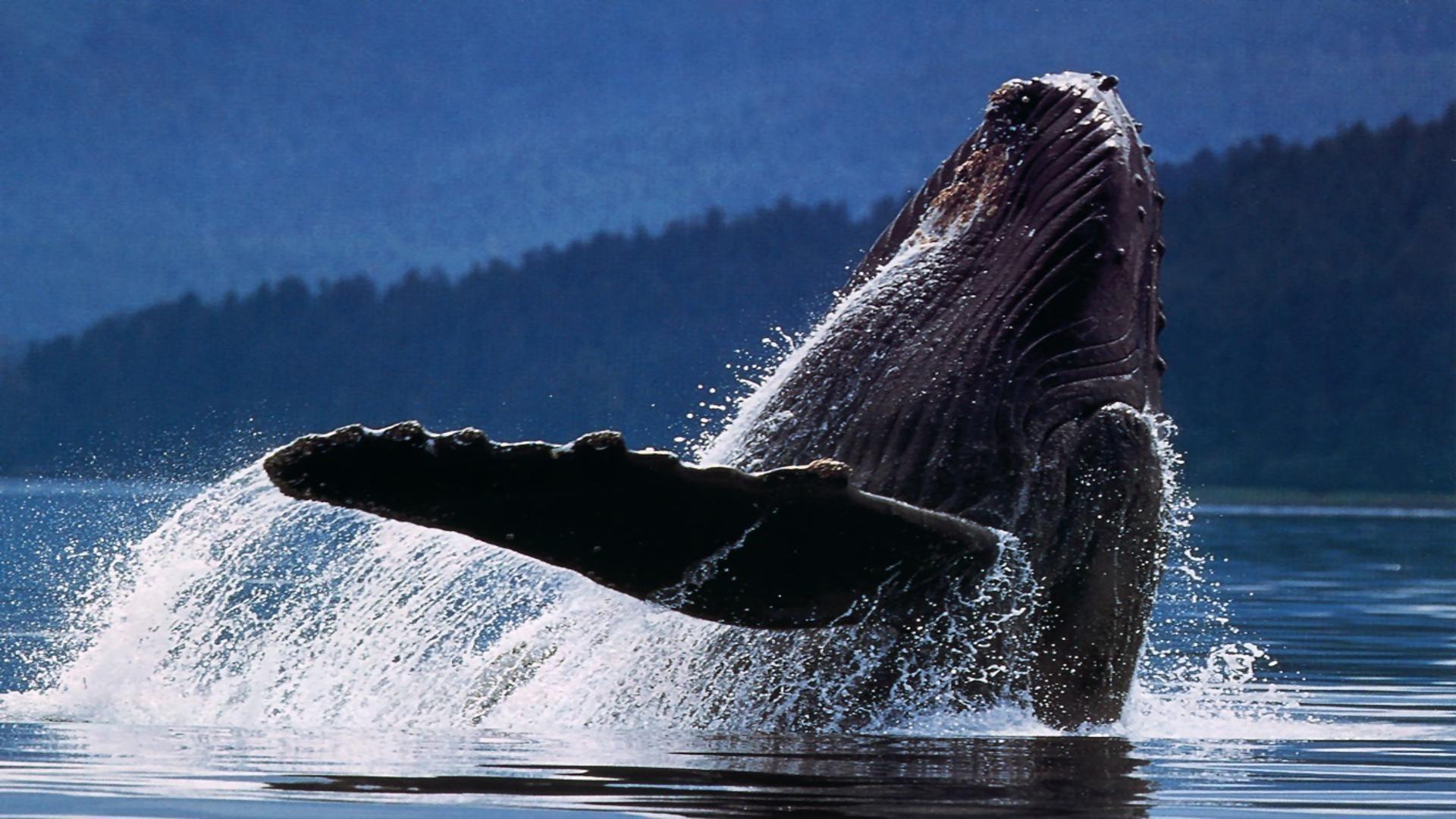 Wildlife humpback whale whale in ocean free desktop background