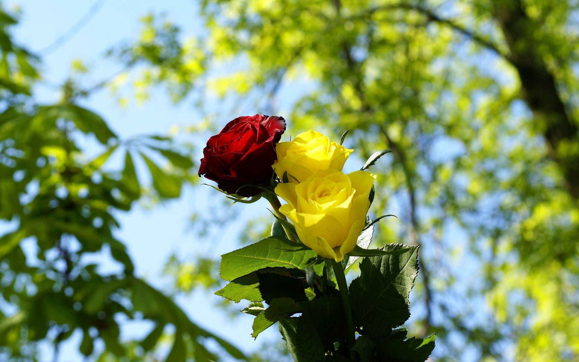 Yellow Roses Flowers Hd Wallpapers