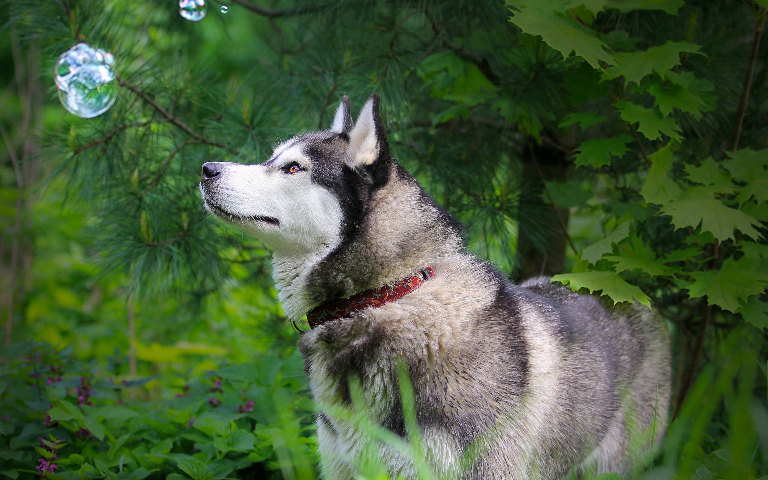 Animals___Dogs_Alaskan_