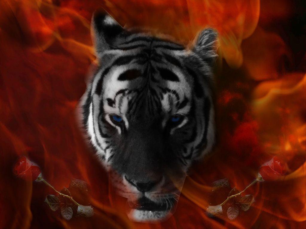 image For > Cool Black Tiger Wallpaper