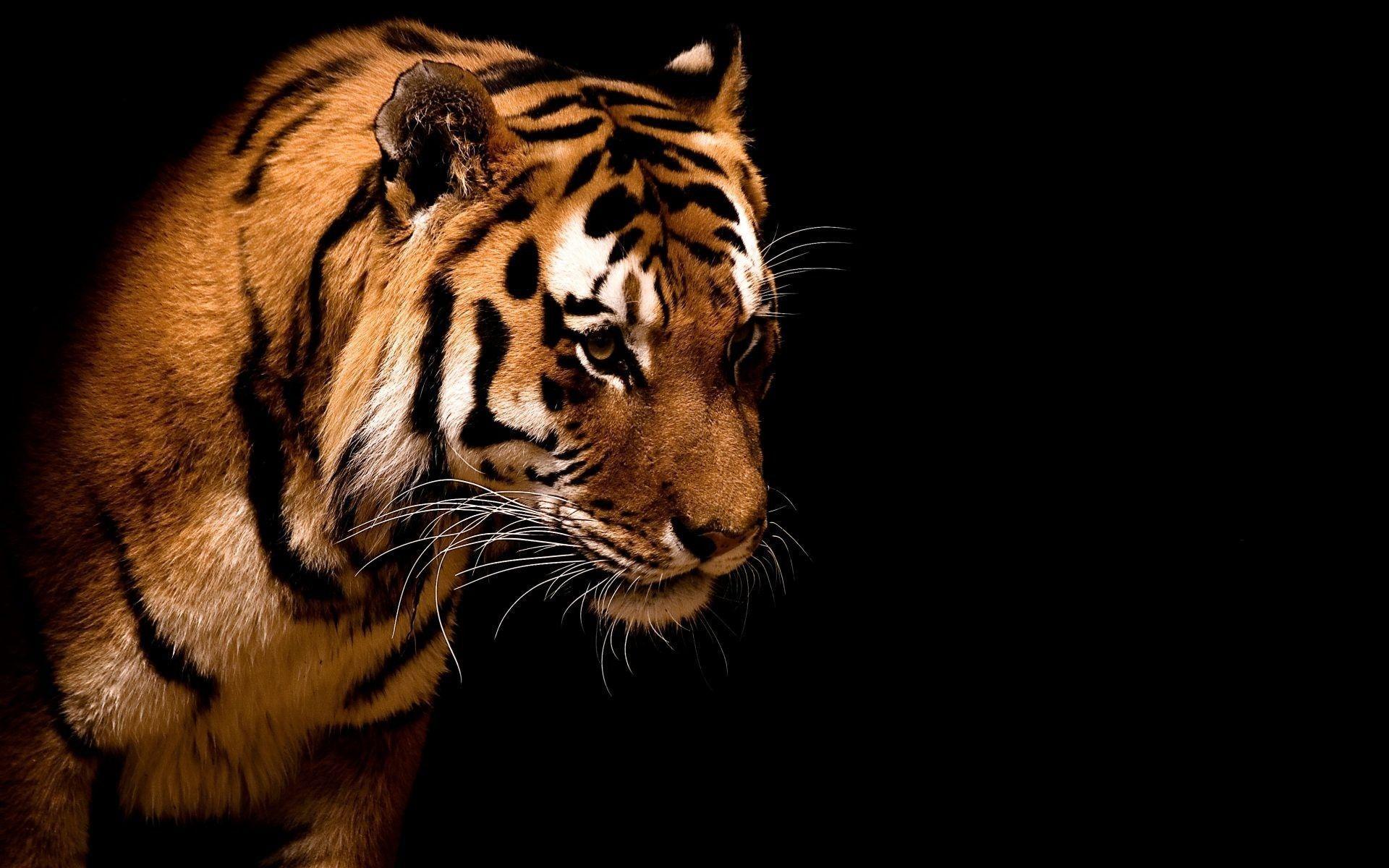 Samaritan Tiger Isolated on Black background Free