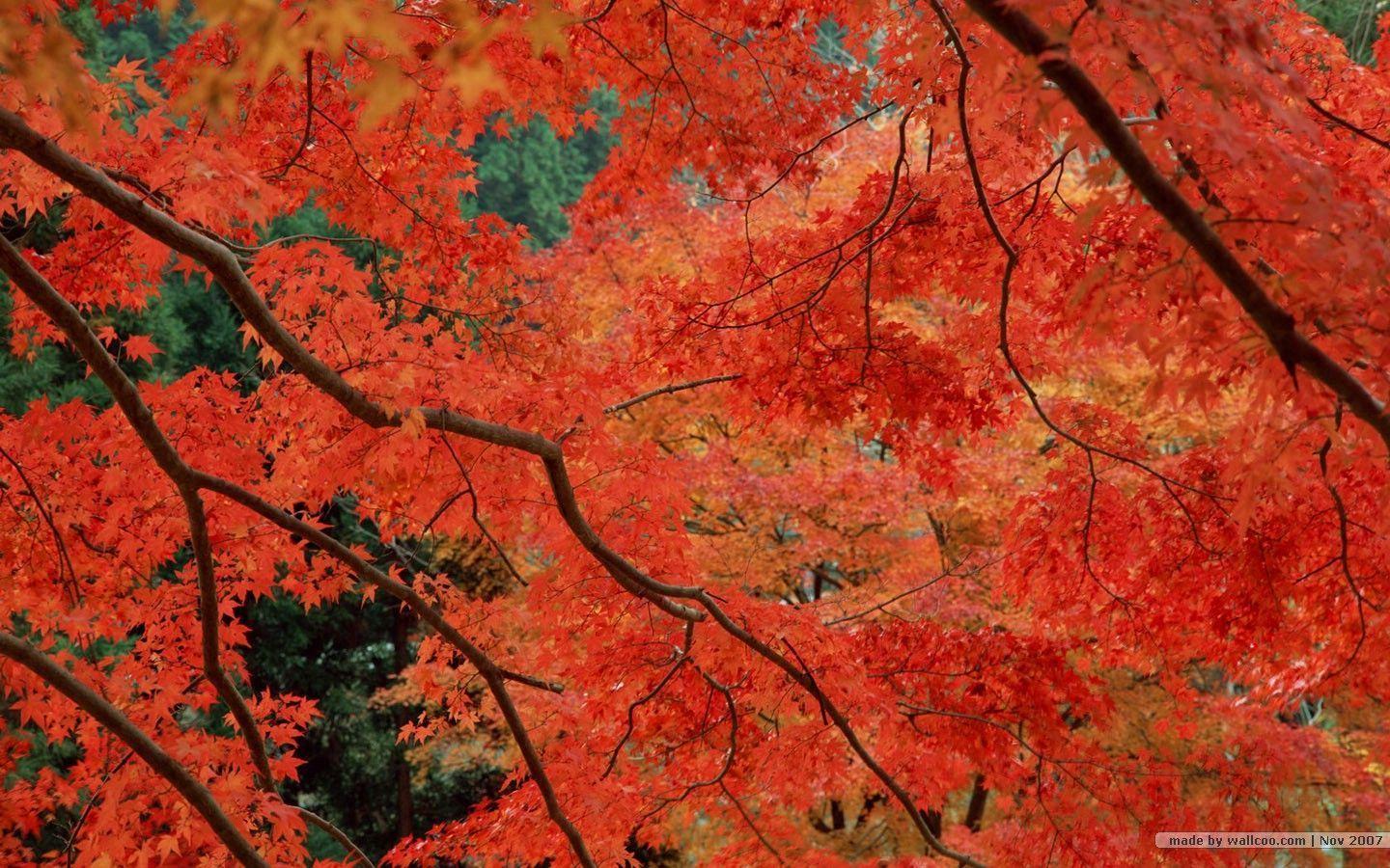 Fall leaves wallpaper foliage wallpaper 1440x900 NO.15