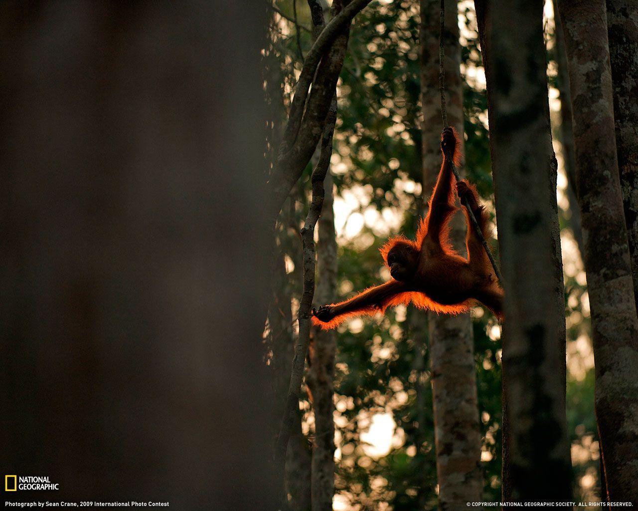Orangutan Photo, Borneo Wallpaper