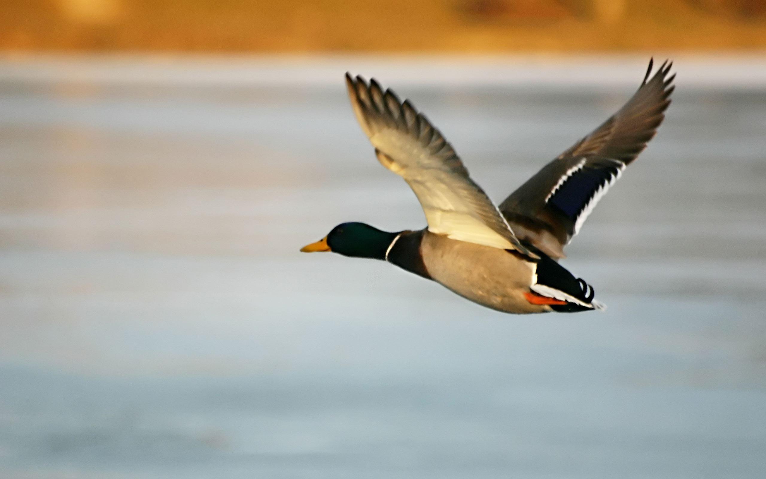 image For > Wood Duck Flying Wallpaper