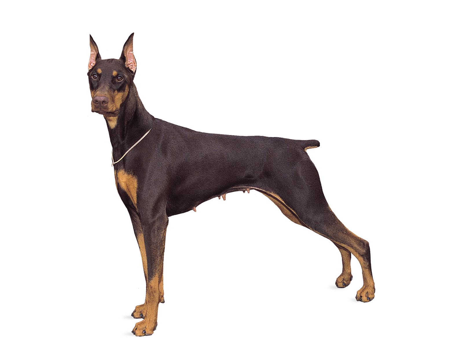 Doberman HD Wallpaper. Doberman Dog Desktop Image