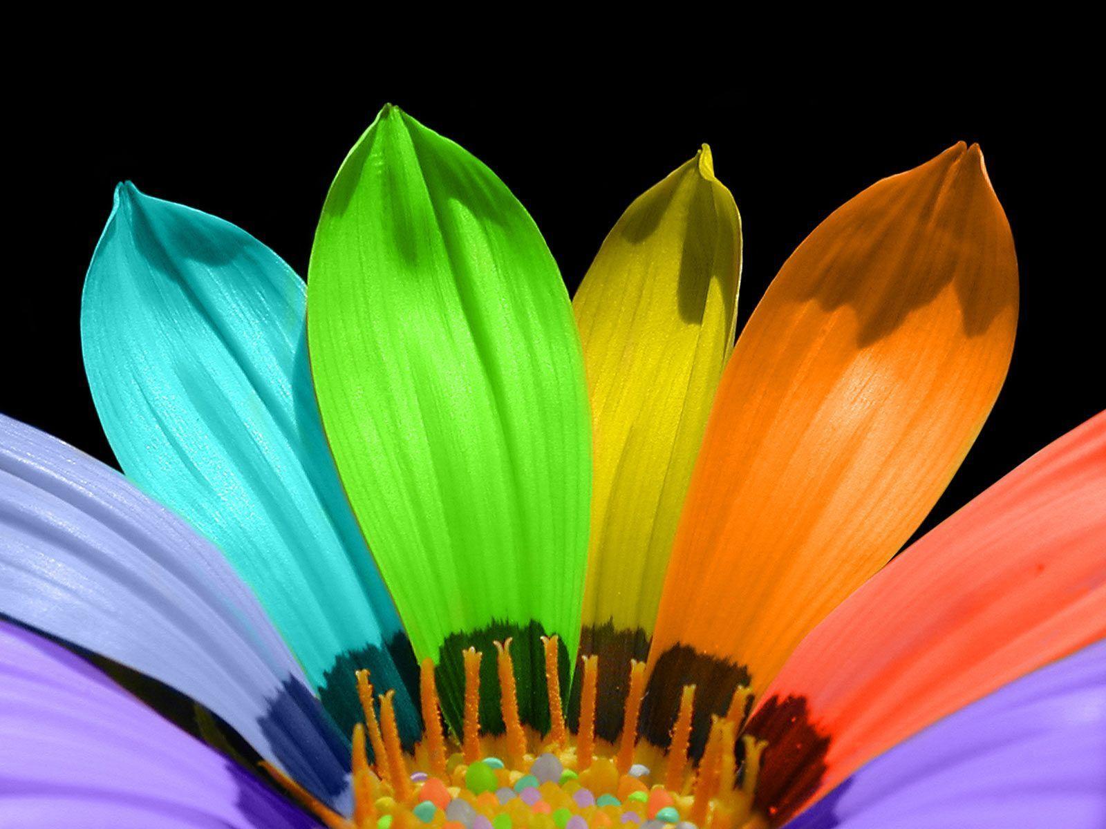Desktop Wallpaper · Gallery · Nature · Rainbow flower. Free
