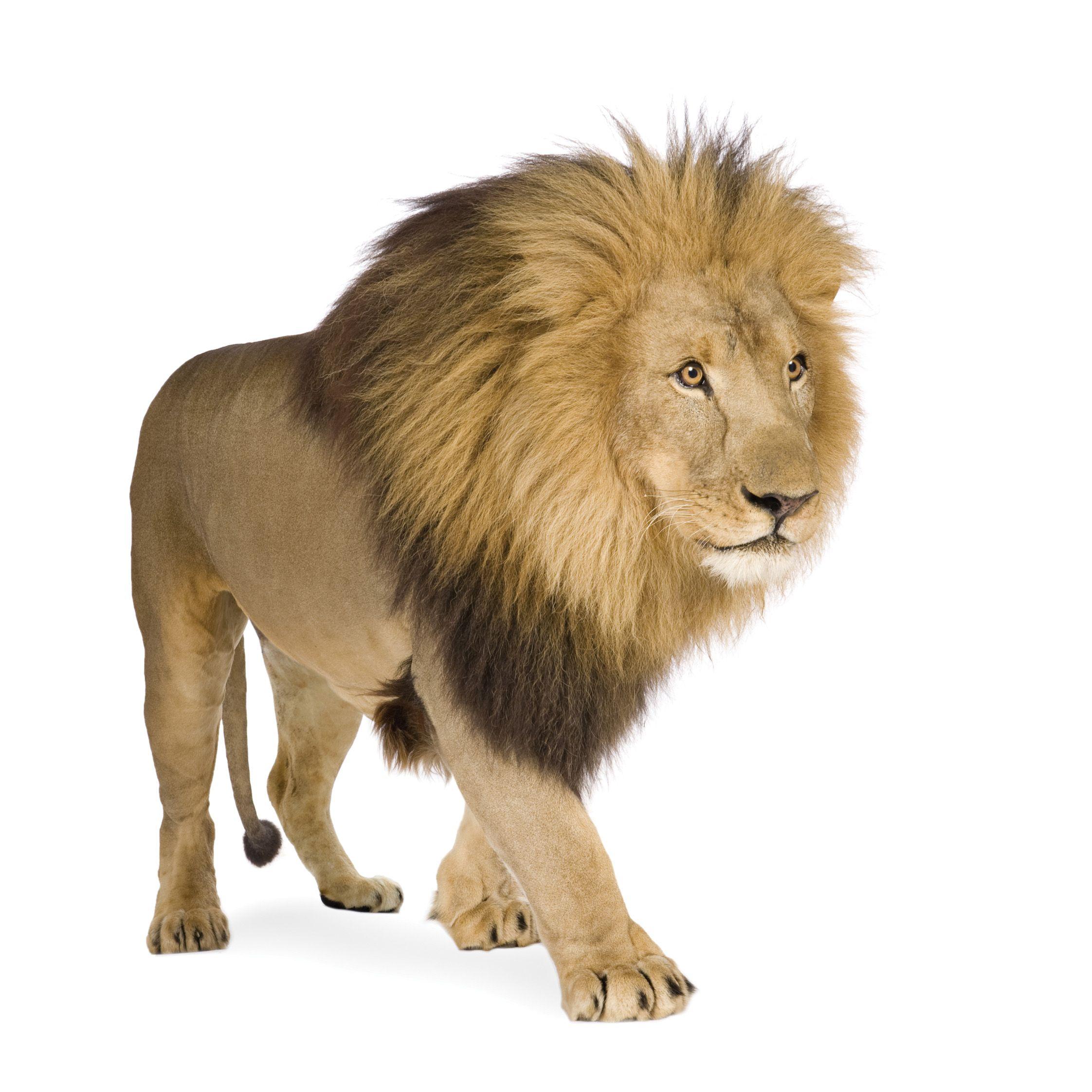 Lion White Backgrounds - Wallpaper Cave