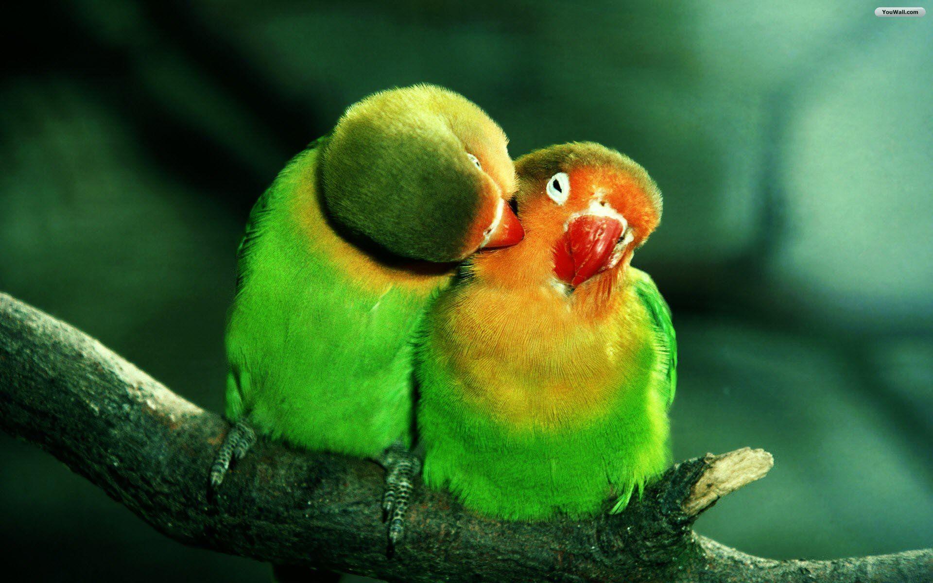 Parrots in Love Cute Picture Wallpaper