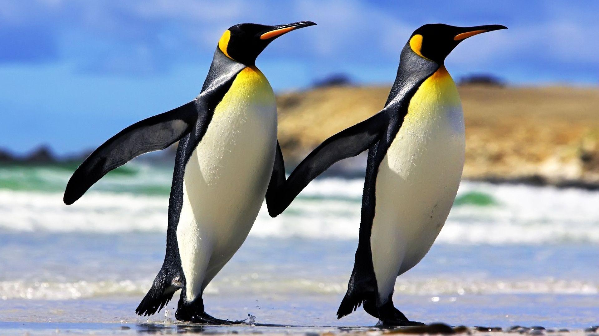 Penguins Friendship HD Wallpaper 1080p. HD Wallpaper. Desktop