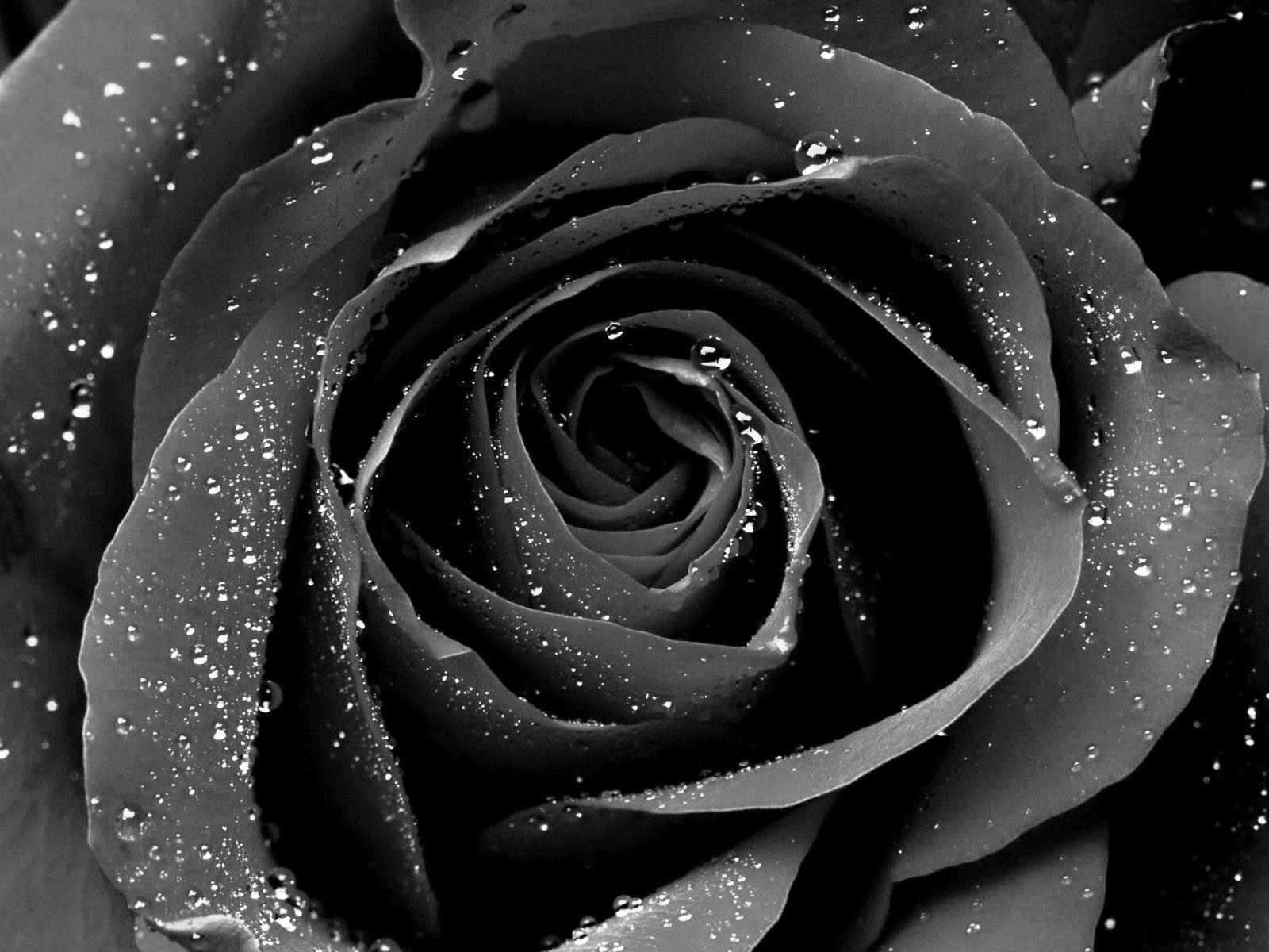 Wallpaper For > Black Rose Wallpaper Desktop