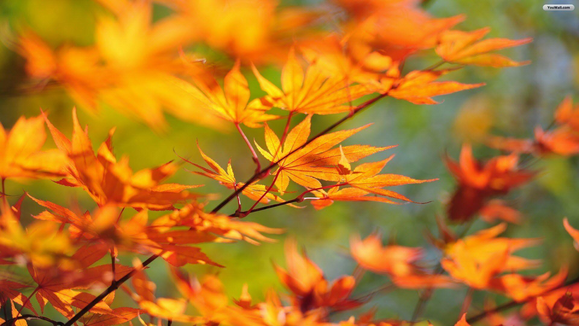 fall autumn background