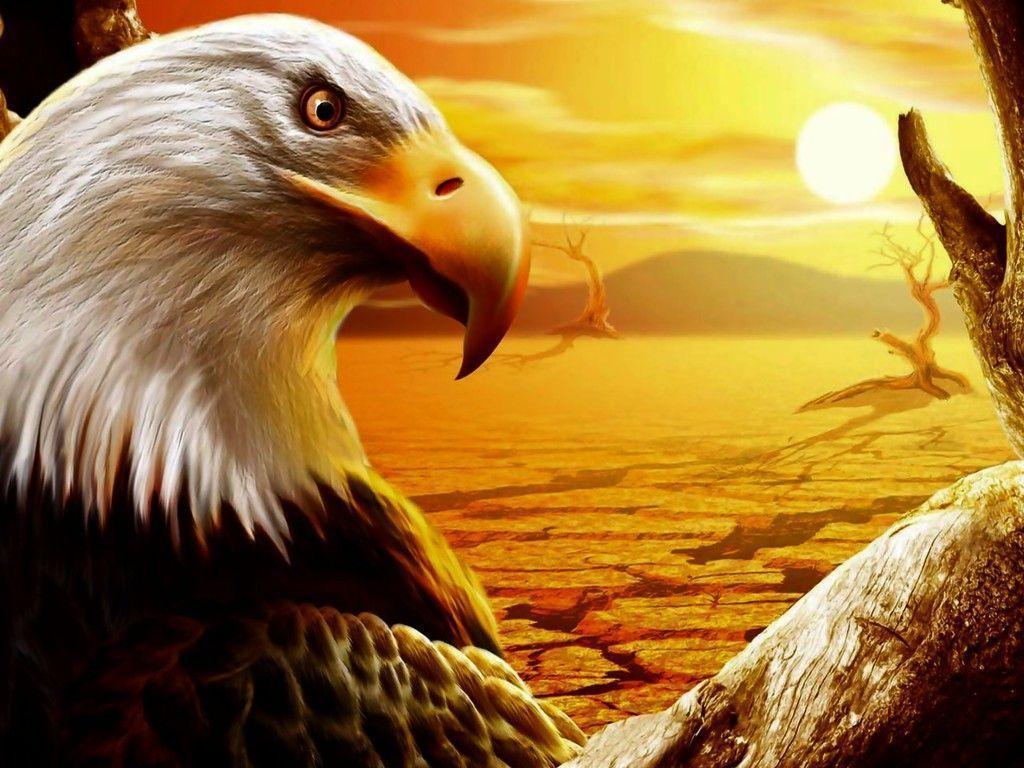 eagle wallpaper free download
