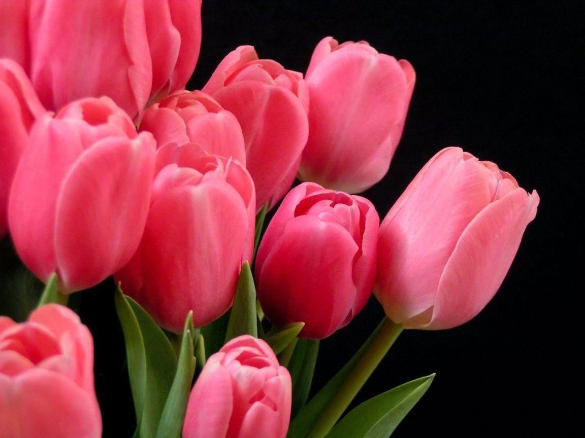 Pink Tulips. Sky HD Wallpaper