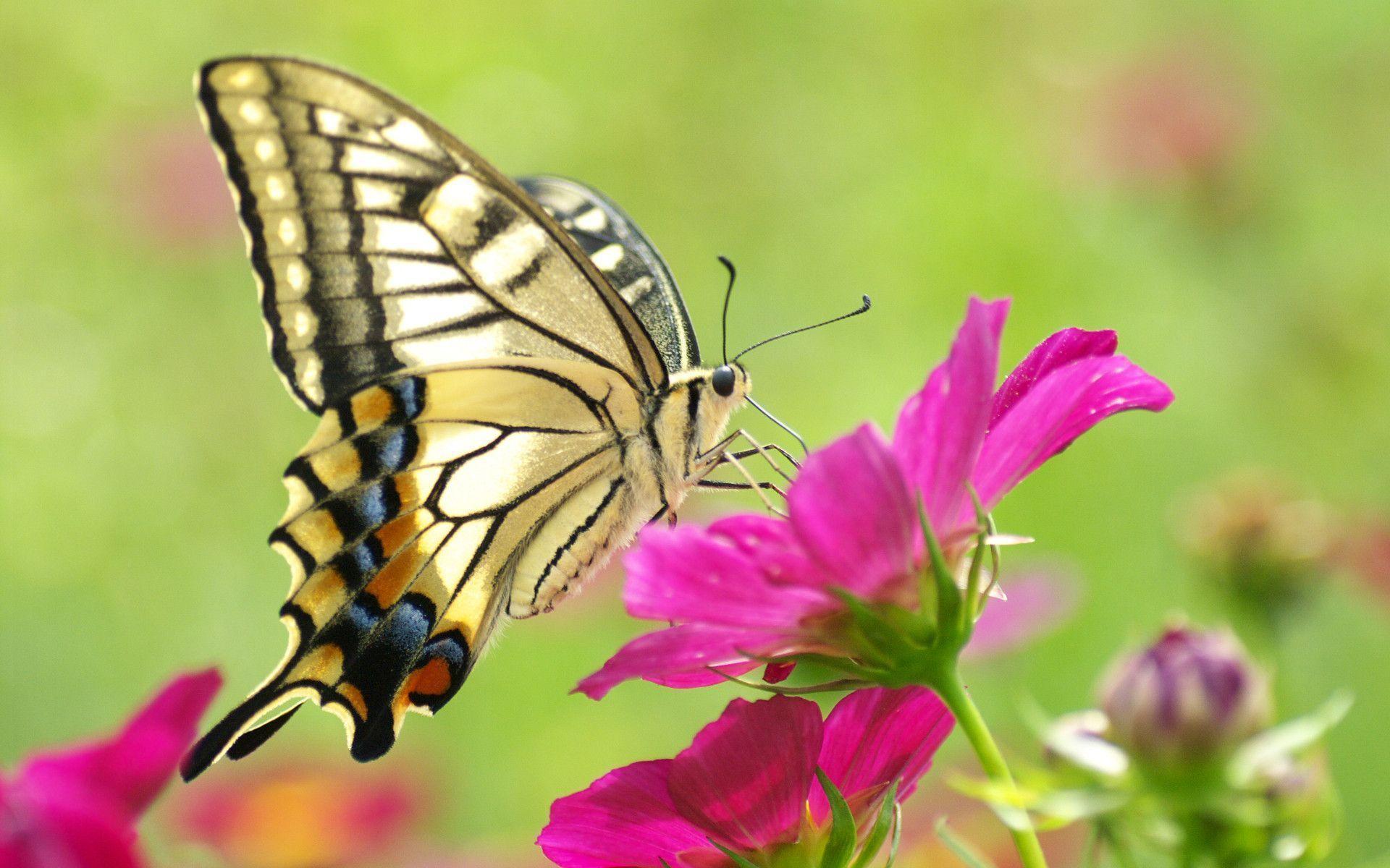 Beautiful Butterfly On Flowers