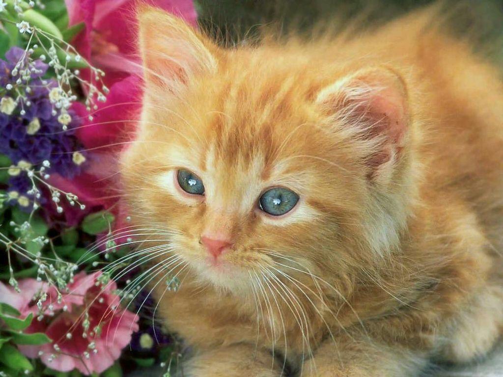 Free wallpaper Yellow small cute kitten wallpaper