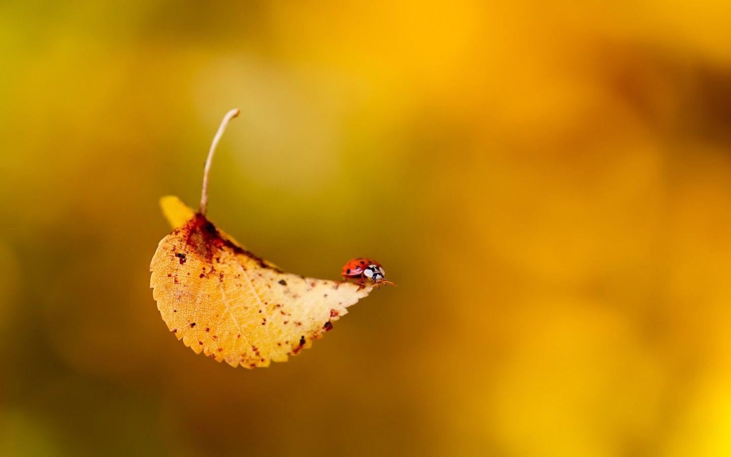 Falling Leaf and Lady Bug widescreen wallpaper. Wide