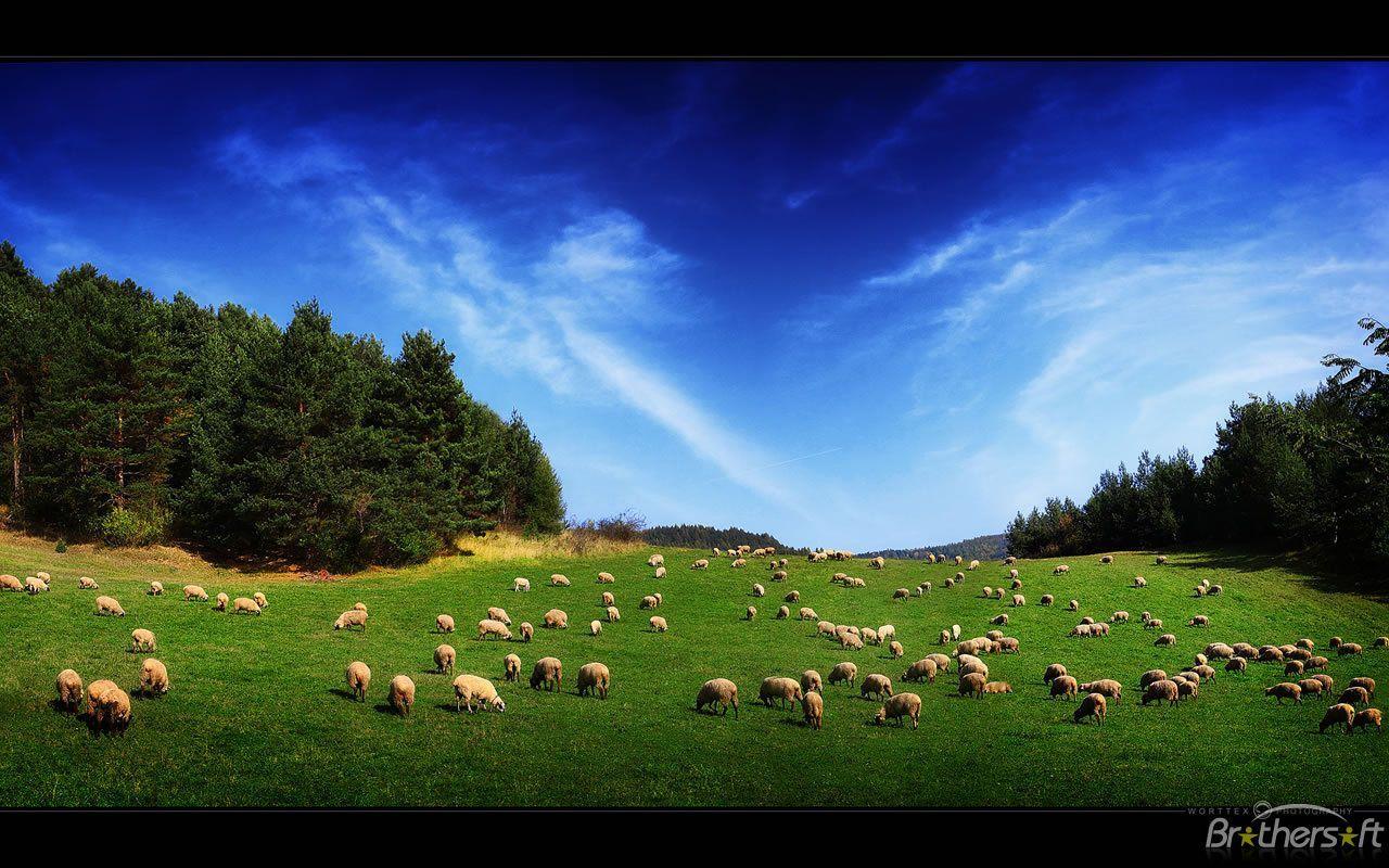 Download Free Sheep Land 1280×800 Full HD Wallpaper great
