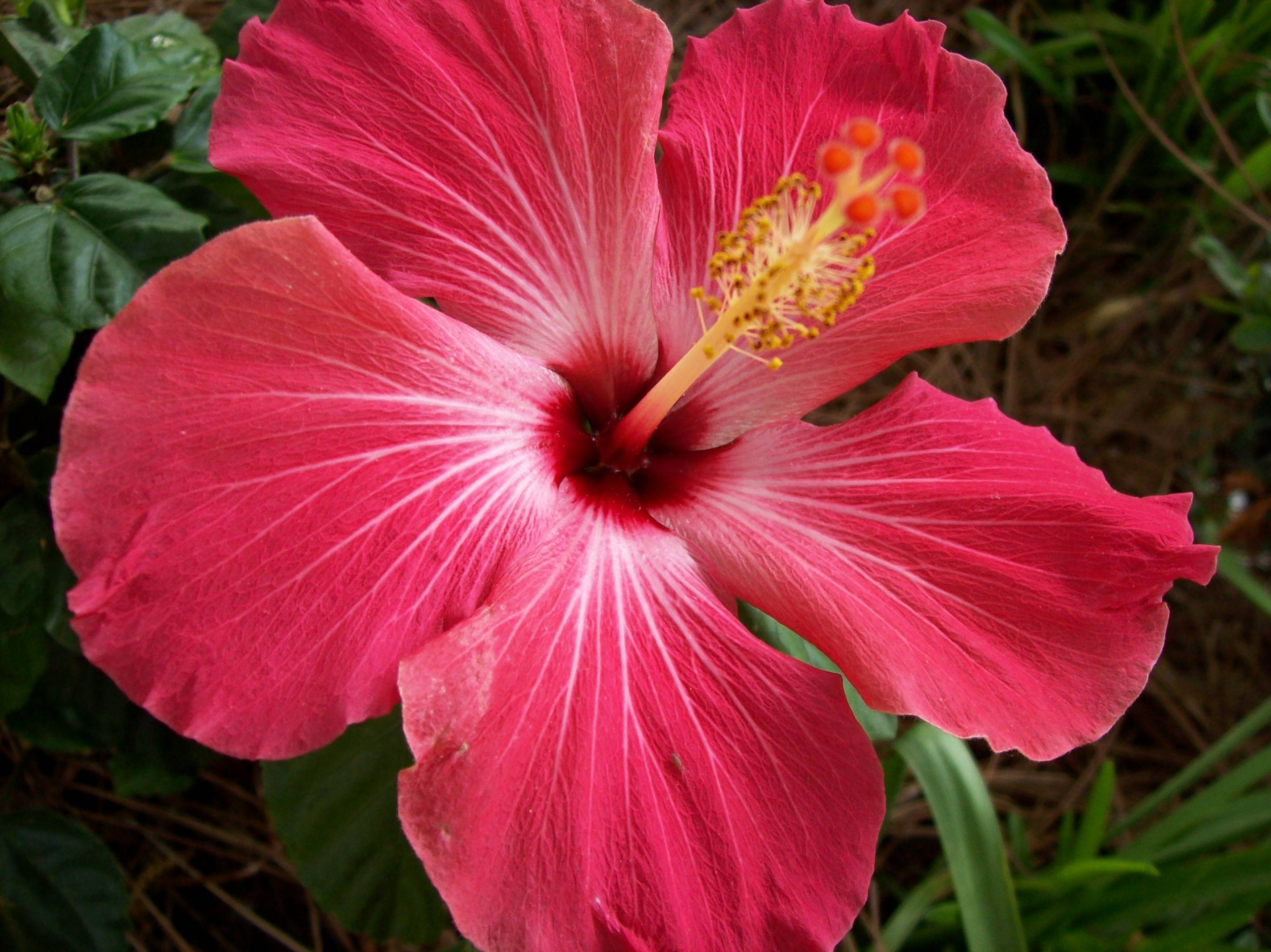 are all hibiscus blooms medicinal