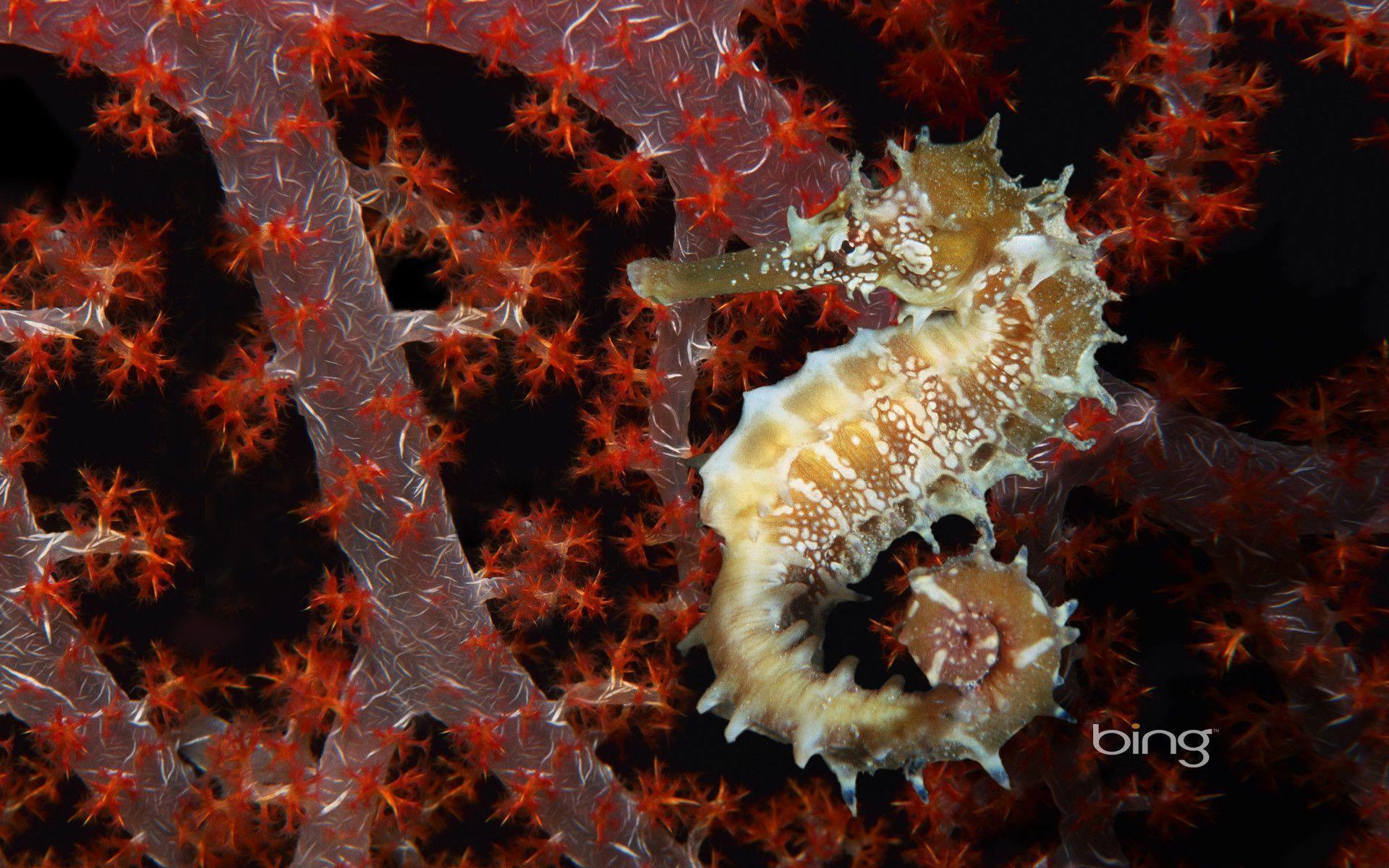Seahorse Wallpapers - Wallpaper Cave