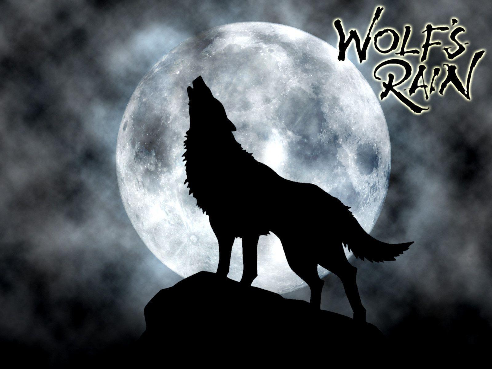 Image For > White Wolf Howling At Full Moon