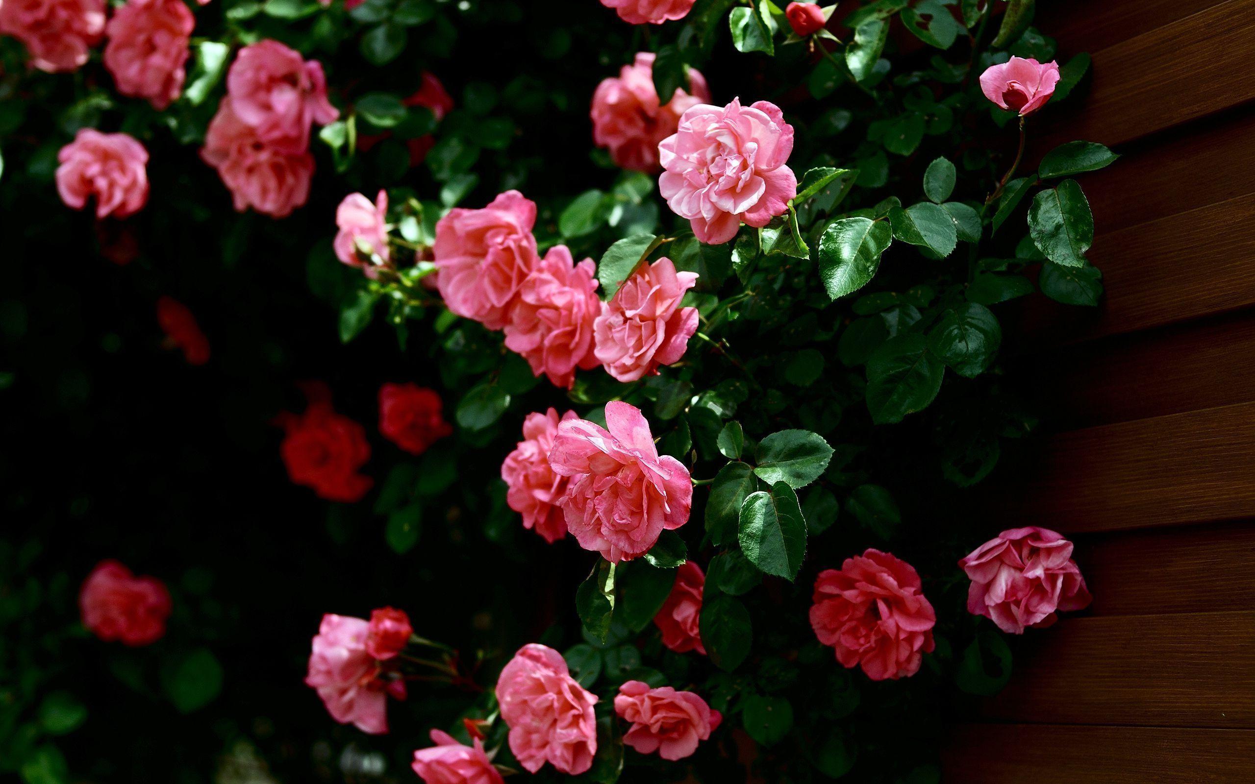 Pink Roses Flower Hd Wallpaper