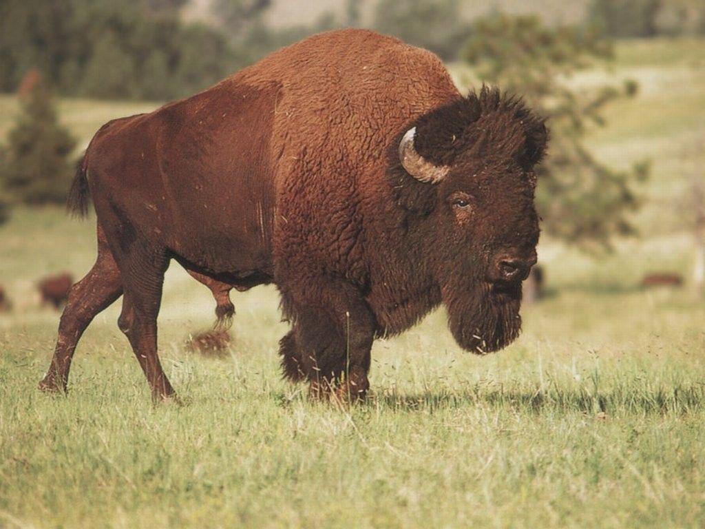 The Image of Animals Wildlife Bison Fresh HD Wallpaper