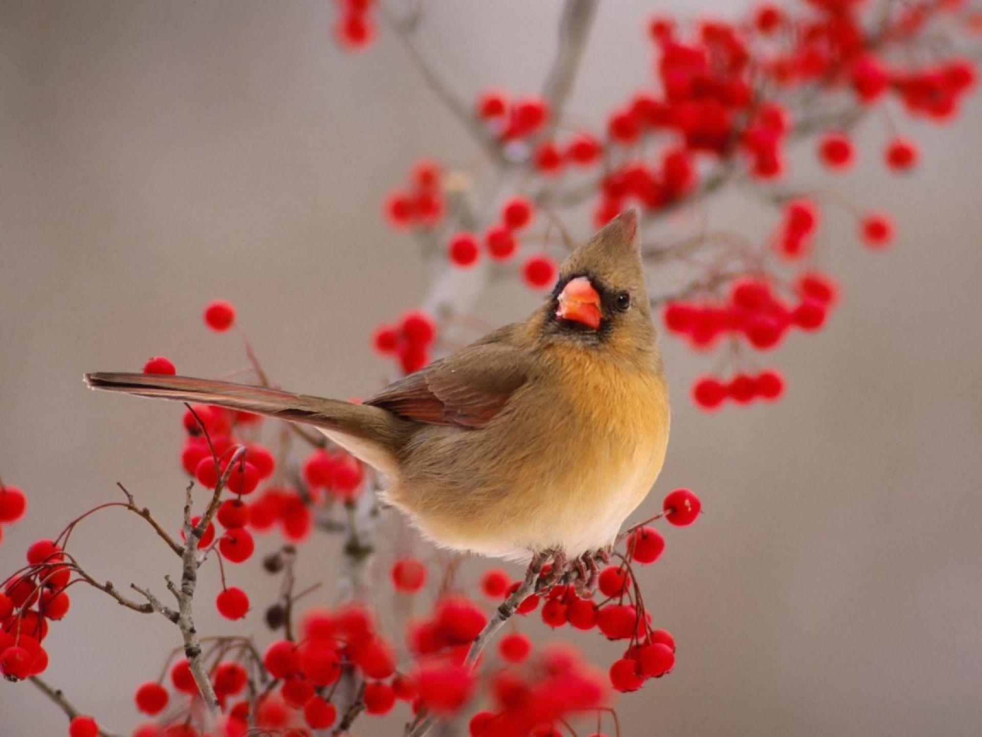 Download Birds Cardinal Berries Wallpaper. Full HD Wallpaper