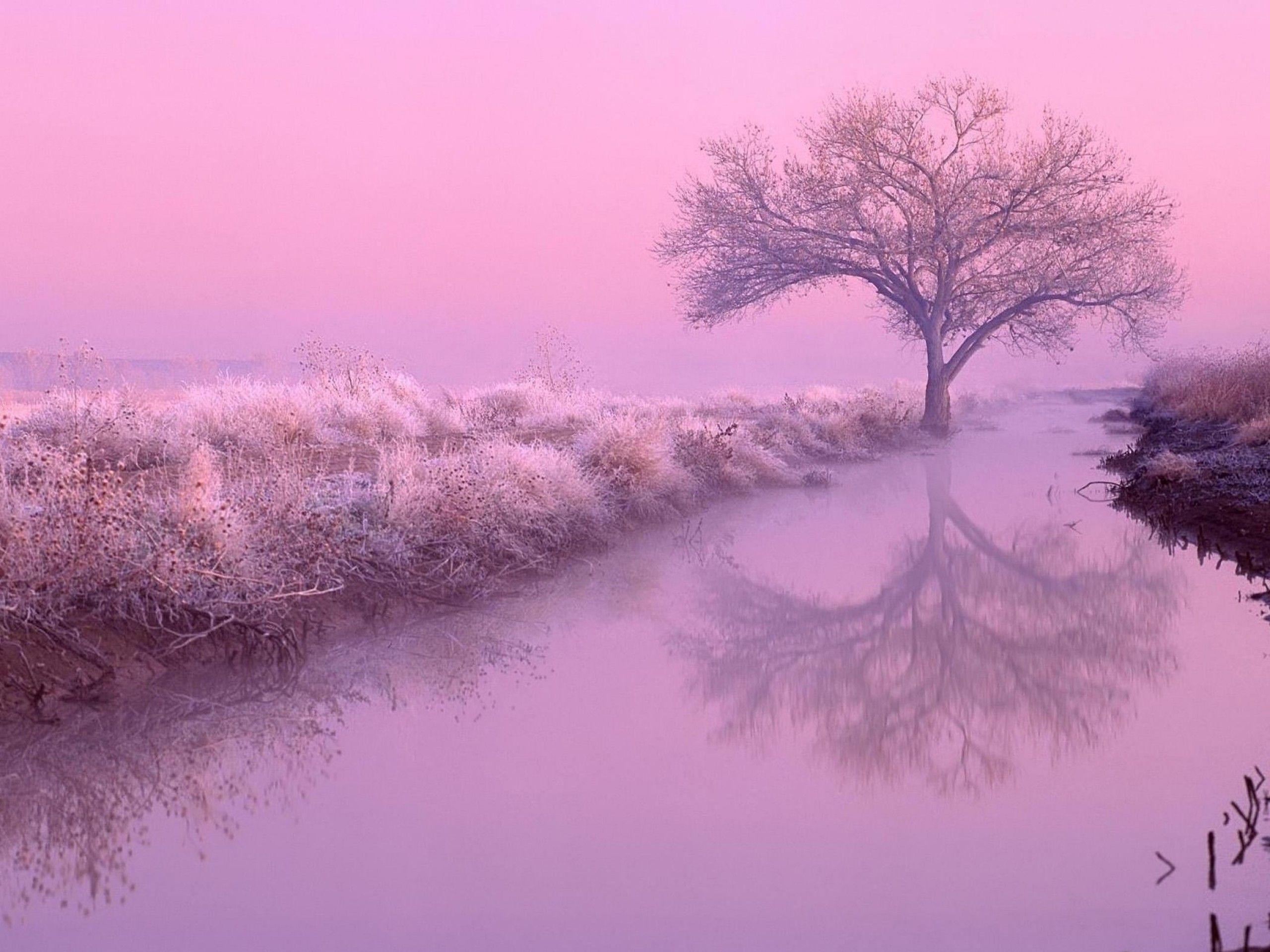 Download Pink Nature Desktop Wallpaper