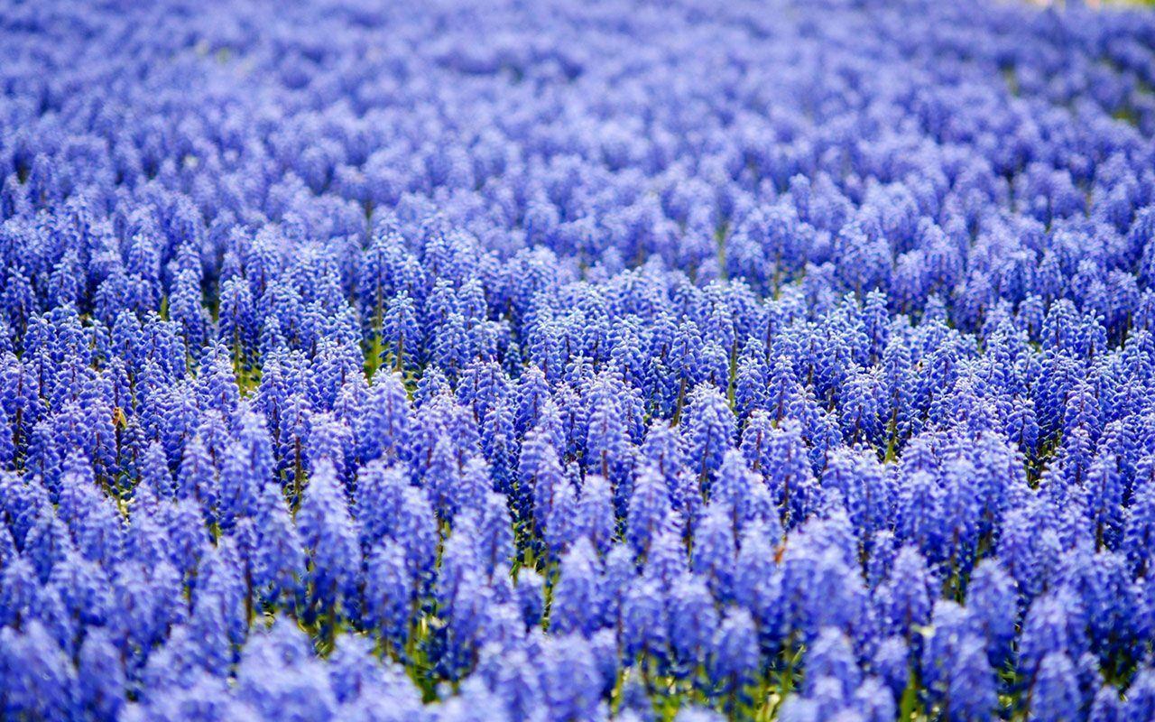 Hyacinth Wallpaper 20157 1920x1200 px HDWallSource