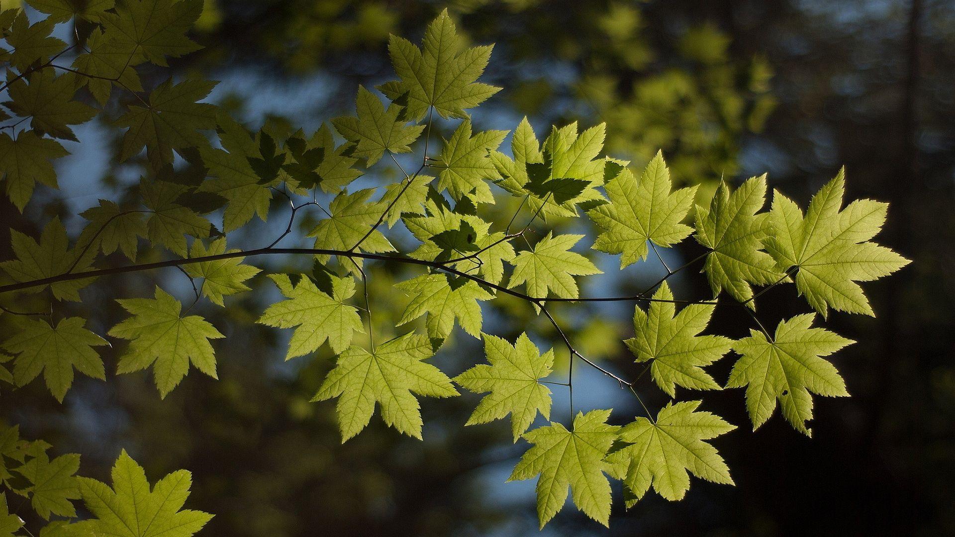 Foliage Wallpapers Wallpaper Cave