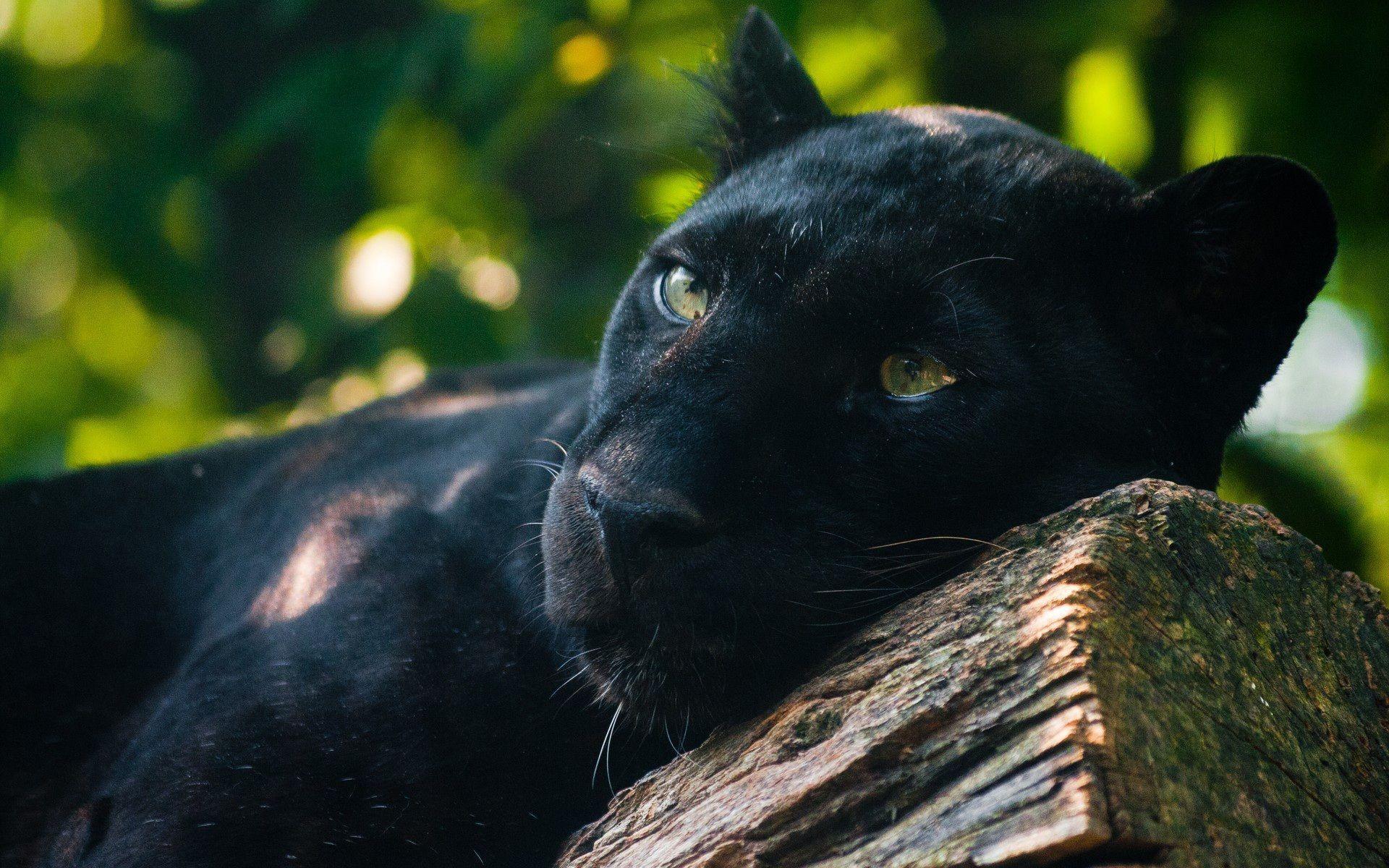 Black Panther Wallpapers Wallpaper Cave